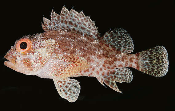 Image of Dark-spotted scorpionfish