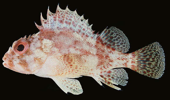 Image of Dark-spotted scorpionfish