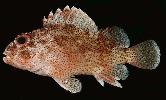 Image of Dark-spotted scorpionfish