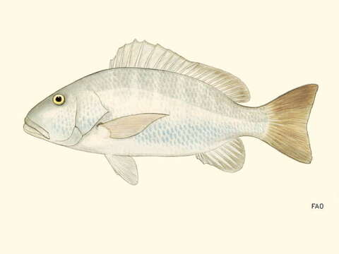 Imagem de Lutjanus novemfasciatus Gill 1862