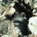 Image of Birdled jawfish