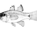 Image of Cardinal Fish