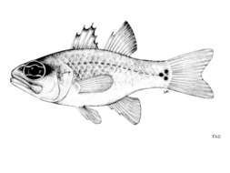 Image of Cardinal Fish