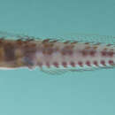 صورة Alloblennius parvus Springer & Spreitzer 1978