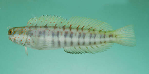 Image of Blue-spotted blenniella