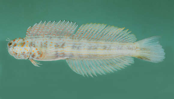 Image of Blue-spotted blenniella