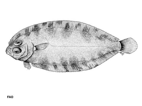Image of Rüppell&#39;s scaldback
