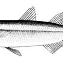 Atherina balığı resmi