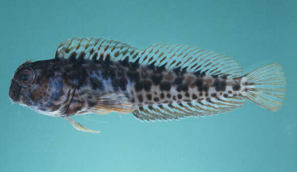 Image of Ringneck Blenny