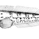 Plancia ëd Parablennius pilicornis (Cuvier 1829)