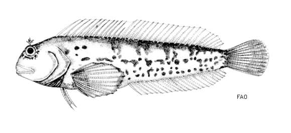 Parablennius pilicornis (Cuvier 1829)的圖片