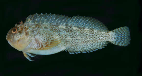 Image of Maned Blenny