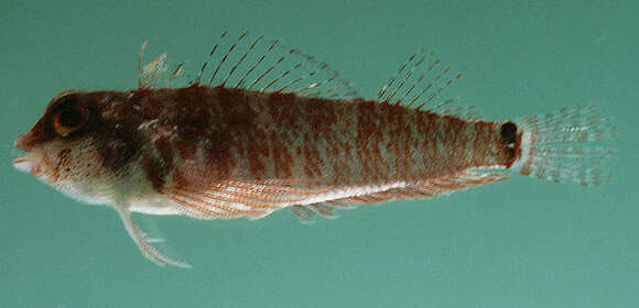 Image of Elegant Triplefin