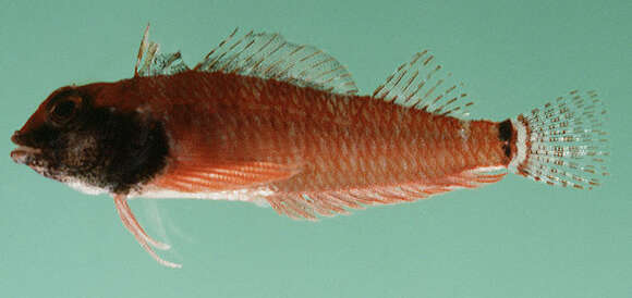 Image of Elegant Triplefin