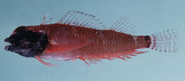 Image of Elegant Triplefin