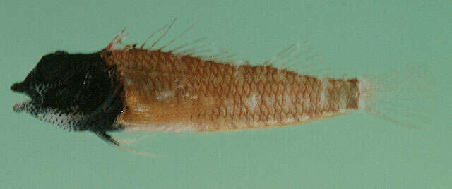 Image of Elegant Triplefin