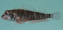 Image of Elegant Triplefin