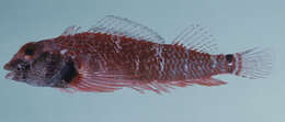 Image of Elegant Triplefin