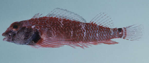 Image of Elegant Triplefin