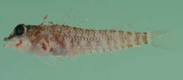 Image of Elegant Triplefin