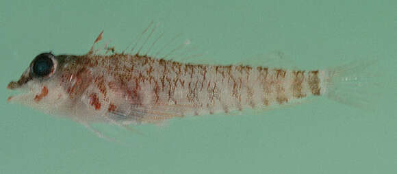 Image of Elegant Triplefin