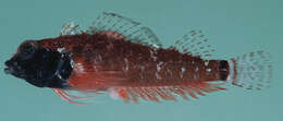 Image of Elegant Triplefin