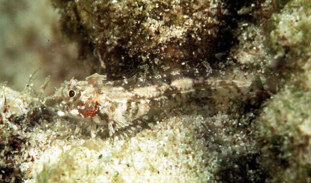 Image of Highcrest Triplefin