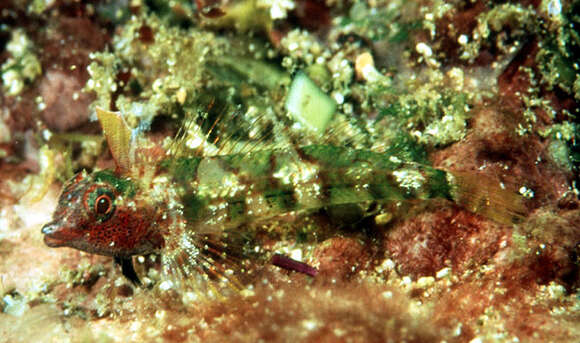 Image of Highcrest Triplefin