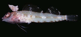 Image of Highcrest Triplefin