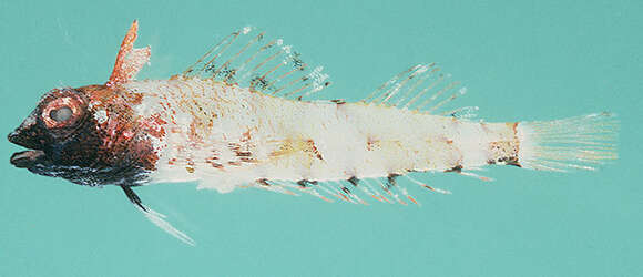 Image of Highcrest Triplefin