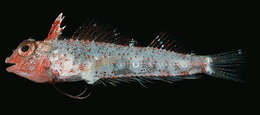 Image of Highcrest Triplefin