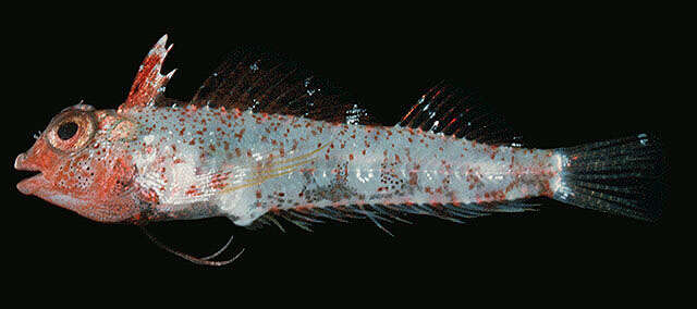 Image of Highcrest Triplefin