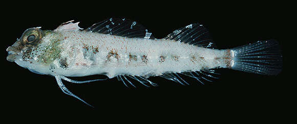 Image of Highcrest Triplefin