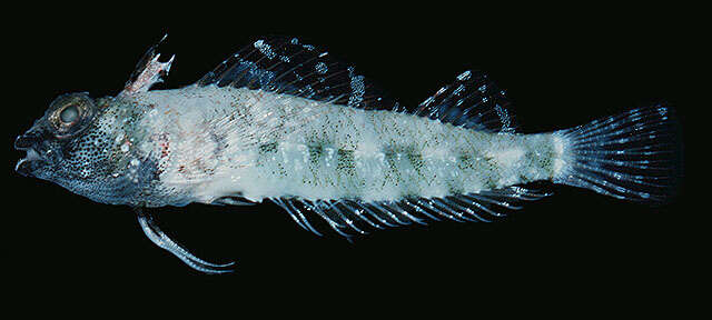 Image of Highcrest Triplefin