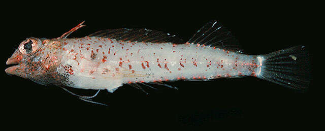 Image of Highcrest Triplefin