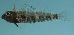 Image of Bellyspot triplefin