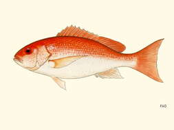 Image of Pacific red snapper