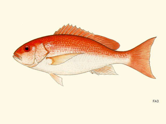 Image of Pacific red snapper