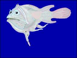 Image of anglerfishes