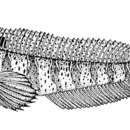 Image of Parablennius tentacularis (Brünnich 1768)