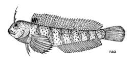 Parablennius tentacularis (Brünnich 1768)的圖片