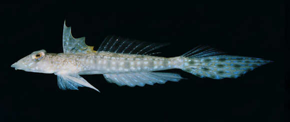 Image of Indian Ocean fold dragonet