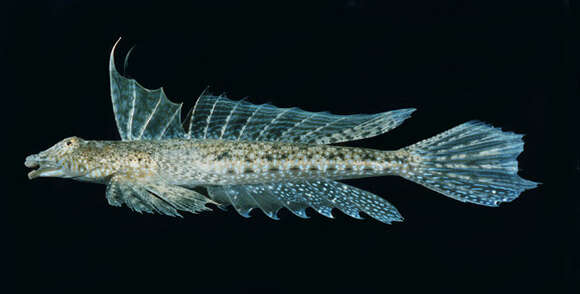 Image of Indian Ocean fold dragonet