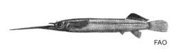 Image of Buffon's river garfish