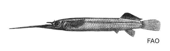 Image of Buffon's river garfish