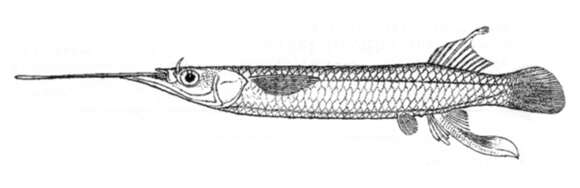 Image of Duncker&#39;s river garfish