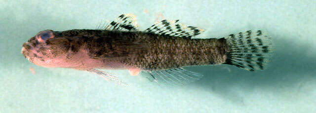 Image of Brownboy goby