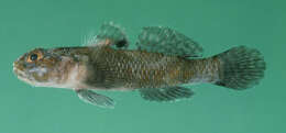 Image of Brownboy goby