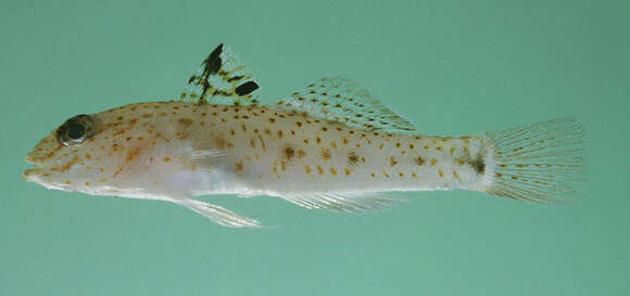 Fusigobius duospilus Hoese & Reader 1985 resmi