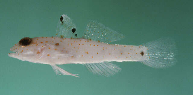 Sivun Fusigobius duospilus Hoese & Reader 1985 kuva